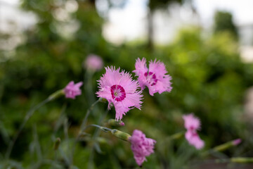 Fototapeta premium Dianthus deltoides; Caryophyllaceae. Carnation-pink herb. Close - up on a blurry background.