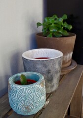 plant in flowerpot