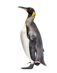 Fototapeta premium Side view of a King penguin running isolated on white