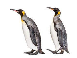 side view of Two King penguin walking together, isolated