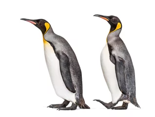 Poster side view of Two King penguin walking together, isolated © Eric Isselée