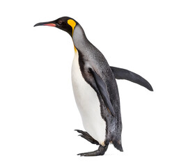 Fototapeta premium Side view of a King penguin walking, isolated on white