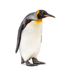 Naklejka premium standing King penguin looking down isolated