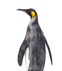 Back view of a King penguin looking up isolated © Eric Isselée