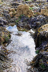 Close up of seaweed covering rocks