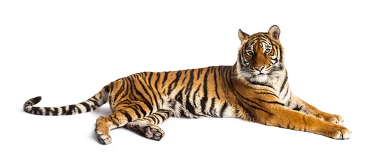 Poster Tiger lying down isolated on white © Eric Isselée