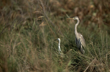 Grey Heron at Asker marsh with a little egret at the backdrop, Bahrain