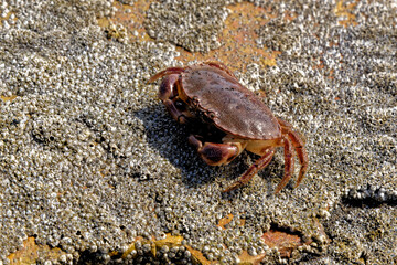 Sea Crab at low tide on the Durham Heritage Coast