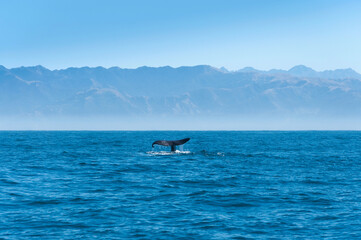 Sperm whale or cachalot (Physeter macrocephalus) tail in clear blue waters of Pacific Ocean near Kaikoura, Marlborough Region, South Island, New Zealand