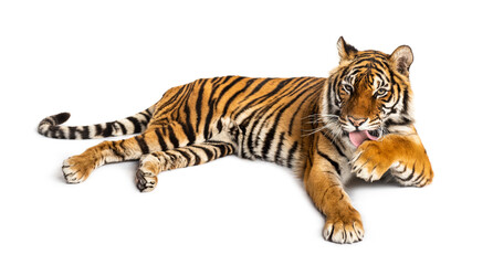 Tiger lying down and cleaning its paw, isolated on white - obrazy, fototapety, plakaty