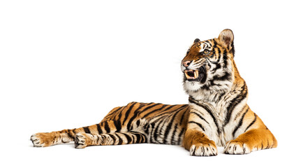 Tiger lying down showing its teeth, isolated on white
