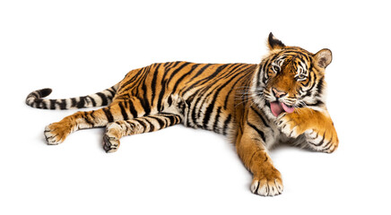Tiger lying down and cleaning its paw, isolated on white