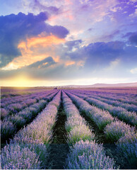 Blooming violet lavender field on sunset sky.