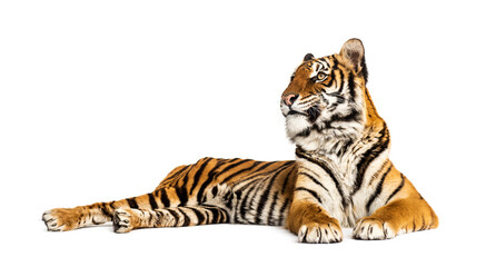 Fototapeta na wymiar Tiger lying down isolated on white