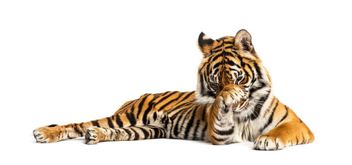 Tiger lying down and cleaning its paw, isolated on white