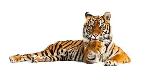 Tiger lying down and cleaning its paw, isolated on white