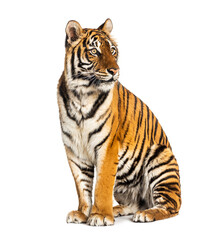Fototapeta na wymiar Tiger sitting isolated on white