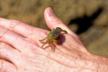 Sea Crab at low tide on the Durham Heritage Coast