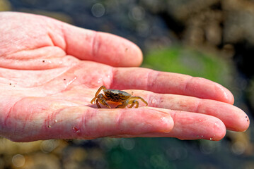 Sea Crab at low tide on the Durham Heritage Coast