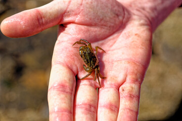 Obraz premium Sea Crab at low tide on the Durham Heritage Coast