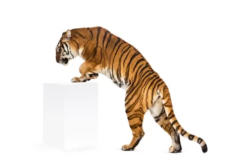 Fotobehang Tiger getting up a white box, isolated on white © Eric Isselée