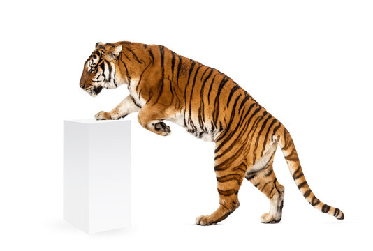Tiger getting up a white box, isolated on white