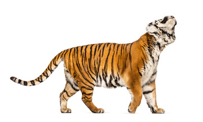 Side view, profile of a Tiger walking and looking up, isolated on white