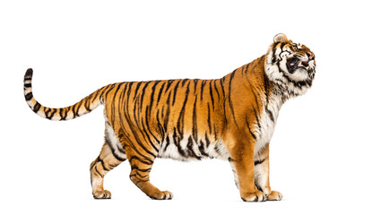 Side view, profile of a Tiger showing its tooth, isolated on white