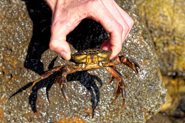 Sea Crab at low tide on the Durham Heritage Coast