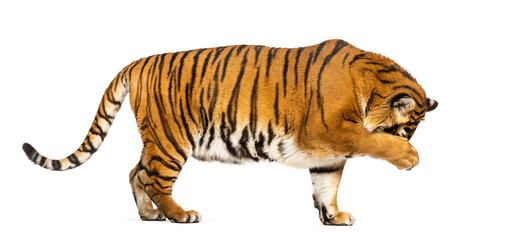 Side view, profile of a Tiger hiding his head behind his paw, isolated on white