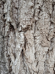 The gray bark of the tree. Texture. High quality photo