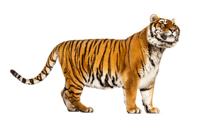 Side view, profile of a Tiger standing and looking away, isolated on white