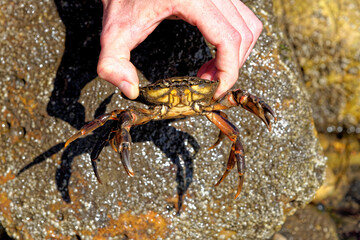 Sea Crab at low tide on the Durham Heritage Coast