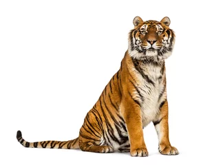 Fototapeten Tiger sitting looking at the camera, isolated on white © Eric Isselée