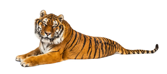 Tiger lying down isolated on white © Eric Isselée