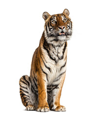 Tiger sitting, isolated on white