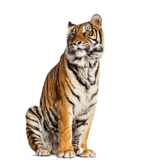 Tiger sitting, isolated on white