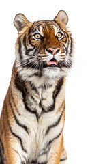 Close-up on a Tiger's head, isolated on white