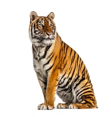 Fototapeten Tiger sitzt vor weißem Hintergrund © Eric Isselée