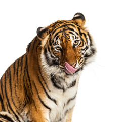 close-up of a Tiger licking itself and looking hungry