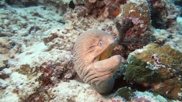 moray eels living together on the reef in maldives