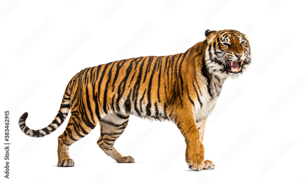 Canvas Prints walkingtiger showing its tooth and looking aggressive, isolated