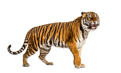 WalkingTiger showing its tooth and looking aggressive, isolated