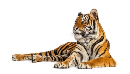 Tiger lying down isolated on white