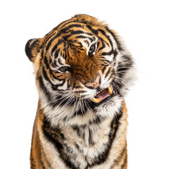 close-up on a Tiger's head looking angry, showing its tooth
