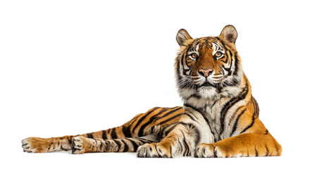Fototapeta Tiger lying down isolated on white obraz