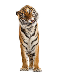 Fototapeta premium portrait of a Tiger showing its tooth and looking aggressive, isolated