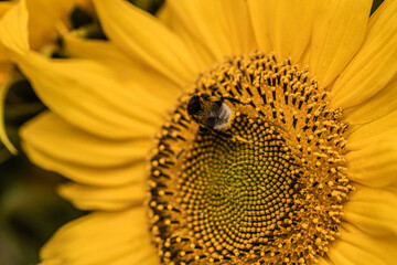 Bumblebee and yellow flower
Natural sunflower background. Bloom. Close-up