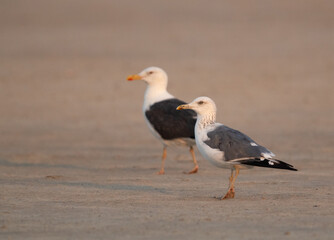 A pair of Lesser Black-backed Gull, Bahrain