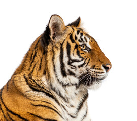 Side view of a head of a Tiger, isolated